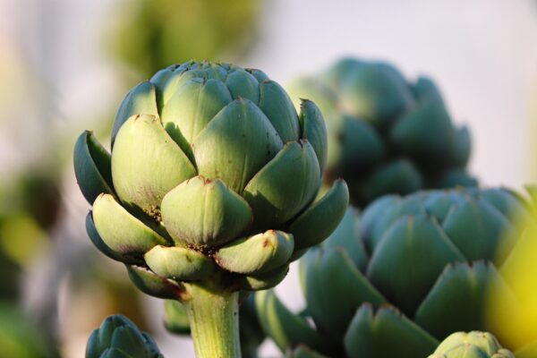 Artichoke: Delicious Recipes & Cooking Guide - Image 7