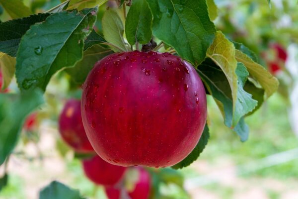 Apple Recipes eBook - Image 9