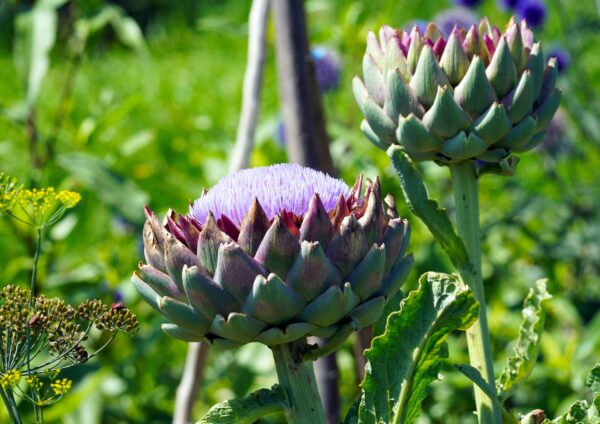 Artichoke: Delicious Recipes & Cooking Guide