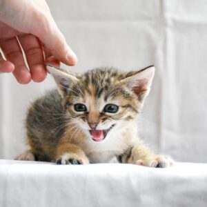 pets & animals care guide