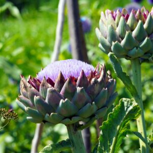 artichoke recipe guide: unique & healthy gourmet dishes