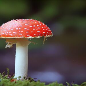 mushroom recipe guide: healthy & delicious mushroom dishes